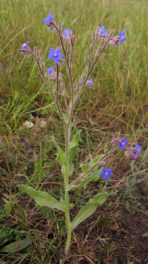 Image of Anchusa azurea specimen.