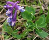 род Corydalis