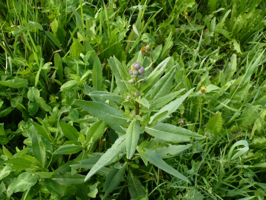 Image of Cirsium setosum specimen.