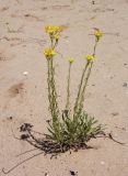 Helichrysum arenarium