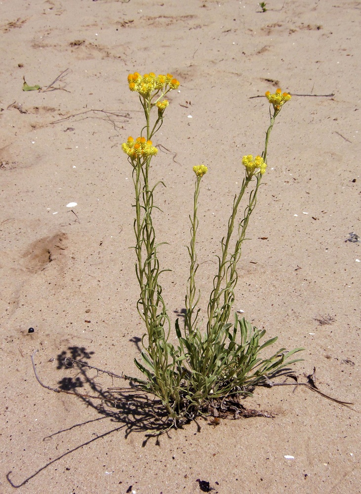 Изображение особи Helichrysum arenarium.