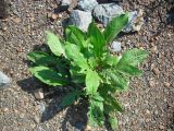 Centaurea scabiosa