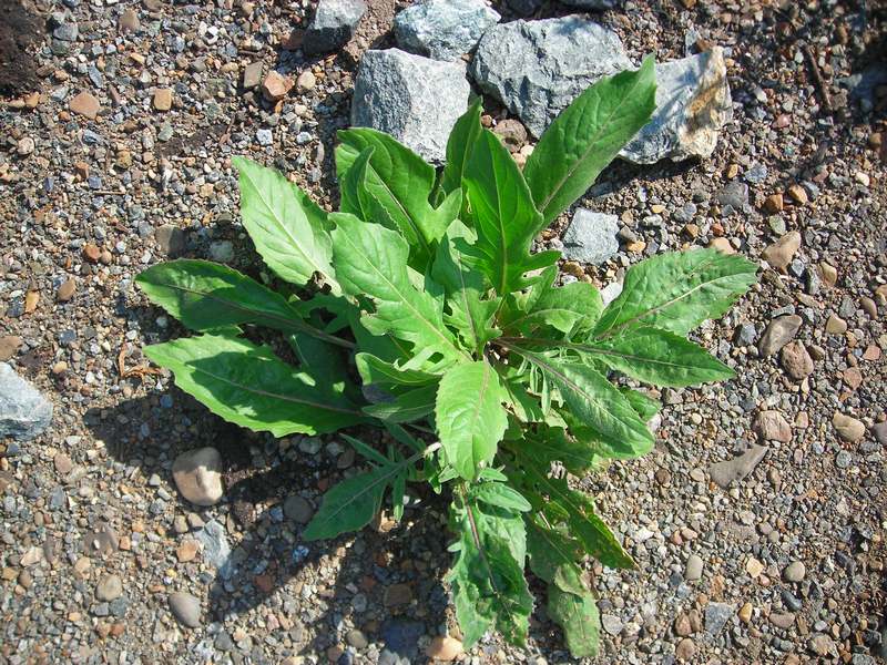 Image of Centaurea scabiosa specimen.