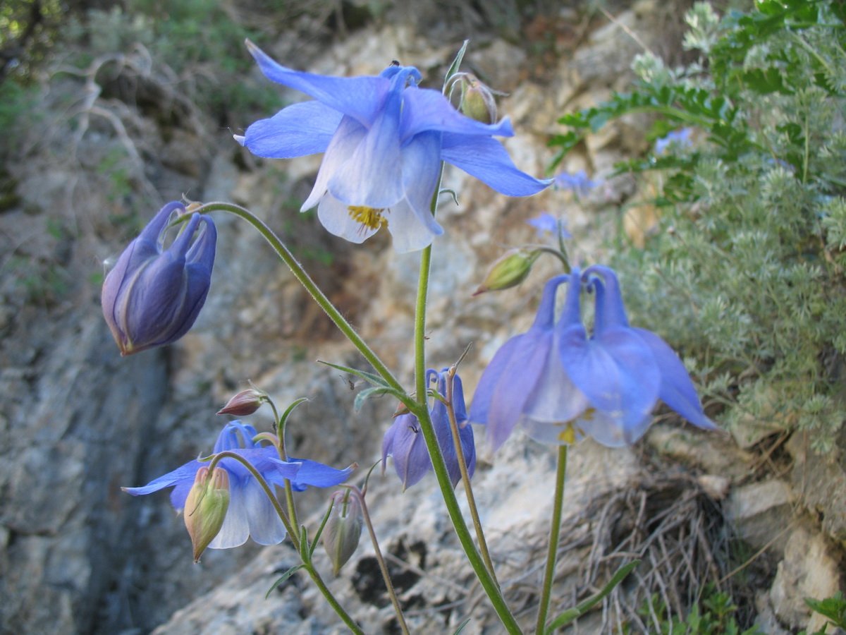 Изображение особи Aquilegia vitalii.