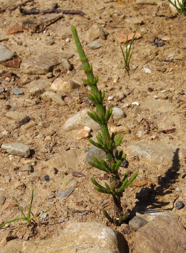 Изображение особи Equisetum arvense.