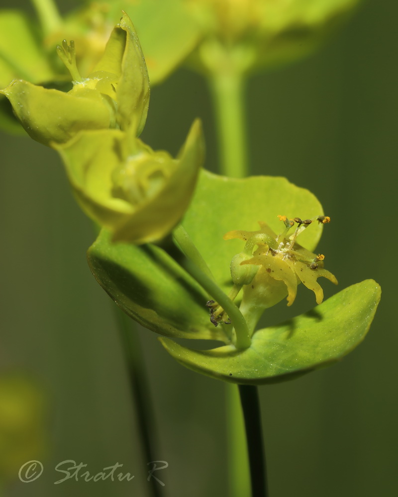 Изображение особи Euphorbia esula.