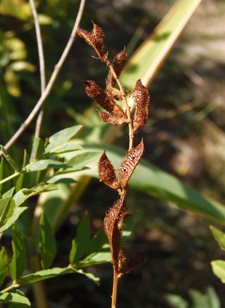 Image of Glycyrrhiza glandulifera specimen.