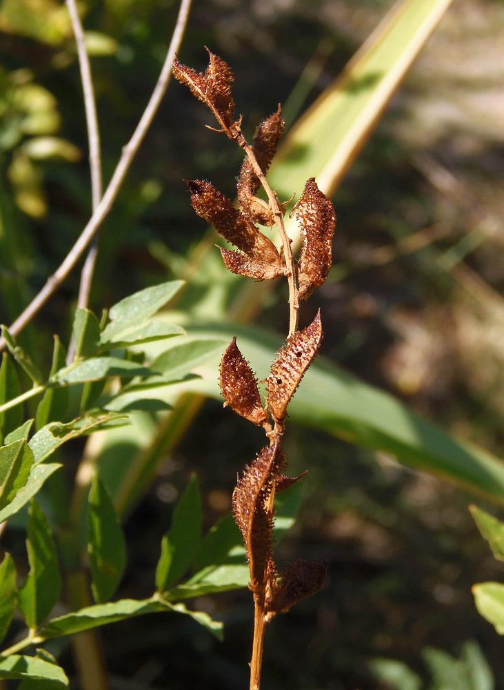 Изображение особи Glycyrrhiza glandulifera.