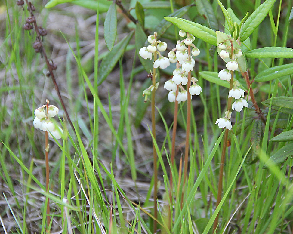 Image of Pyrola media specimen.