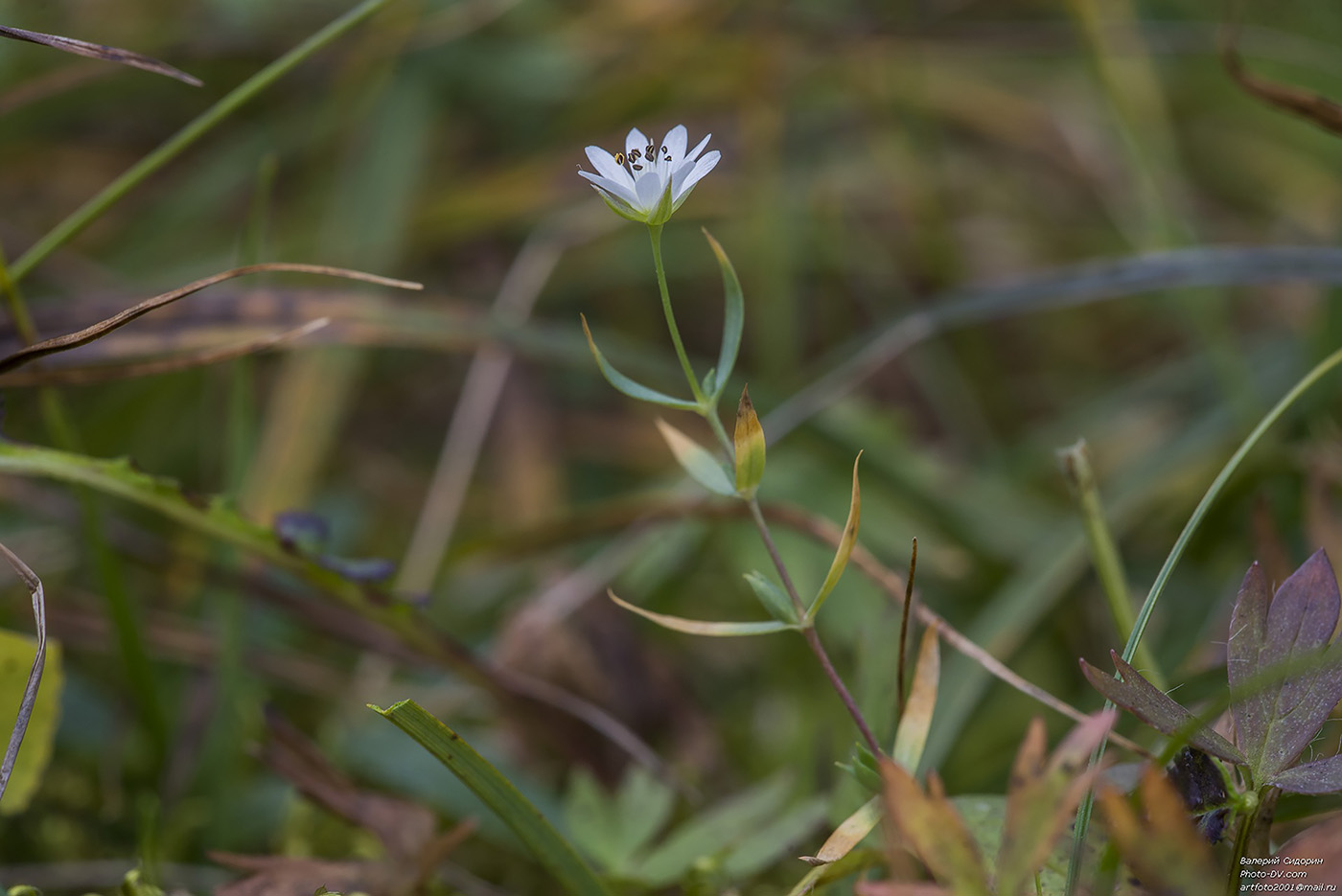 Изображение особи Stellaria peduncularis.