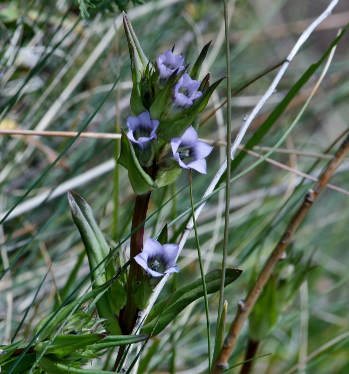 Изображение особи Gentianella turkestanorum.