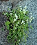 Pseudo-fumaria alba