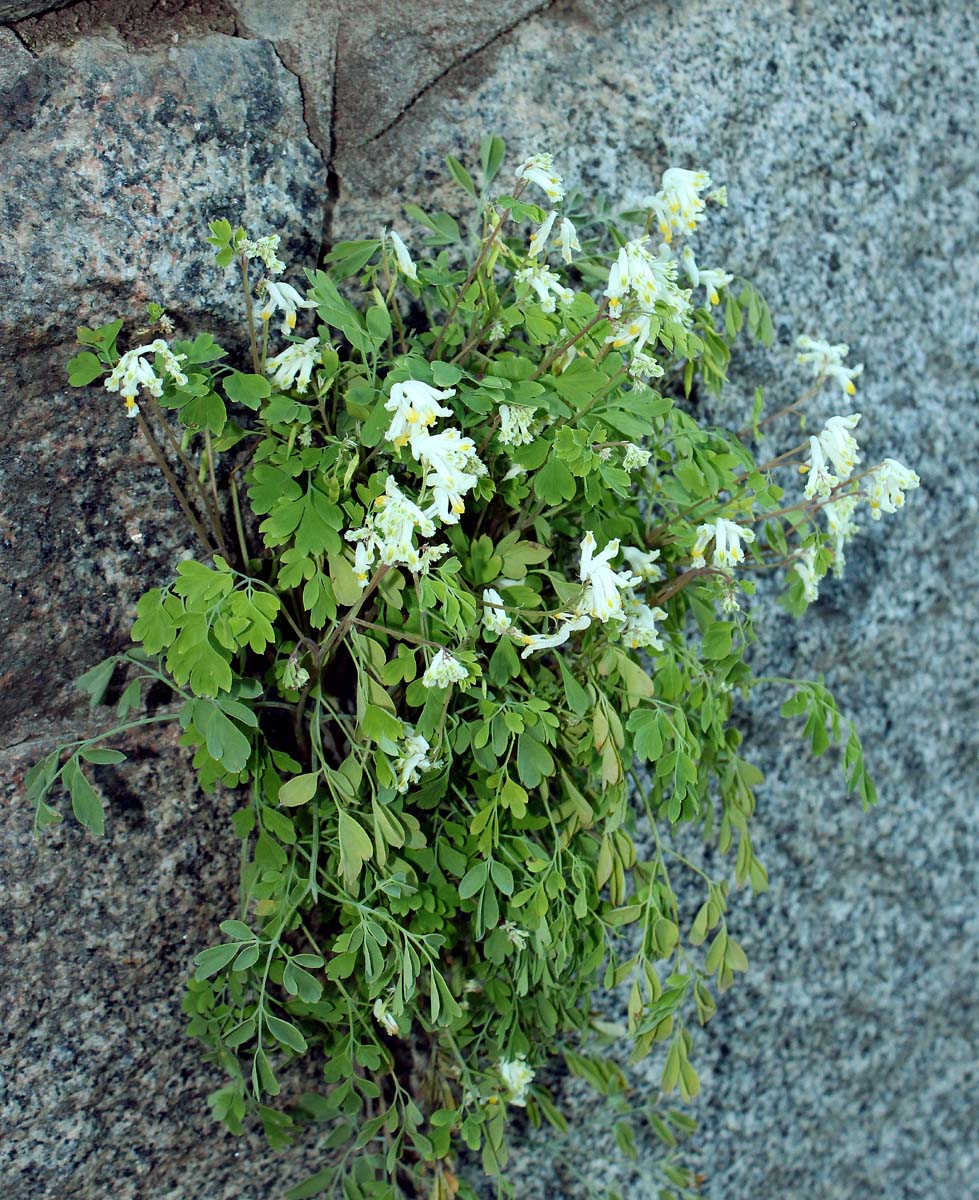 Image of Pseudo-fumaria alba specimen.