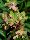 Euphorbia palustris. Отцветшее соцветие ('Walenbugrs Glorie'). Германия, г. Крефельд, Ботанический сад. 06.09.2014.