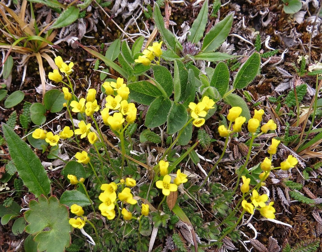 Image of Draba alpina specimen.