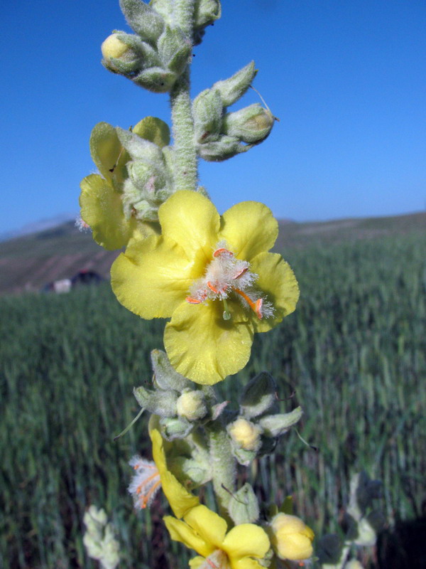 Изображение особи Verbascum songaricum.