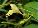 Impatiens parviflora. Цветок. Чувашия, г. Шумерля. 21 августа 2009 г.