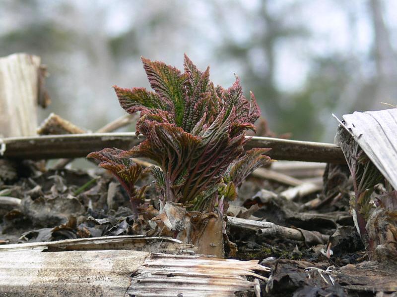 Изображение особи Filipendula camtschatica.