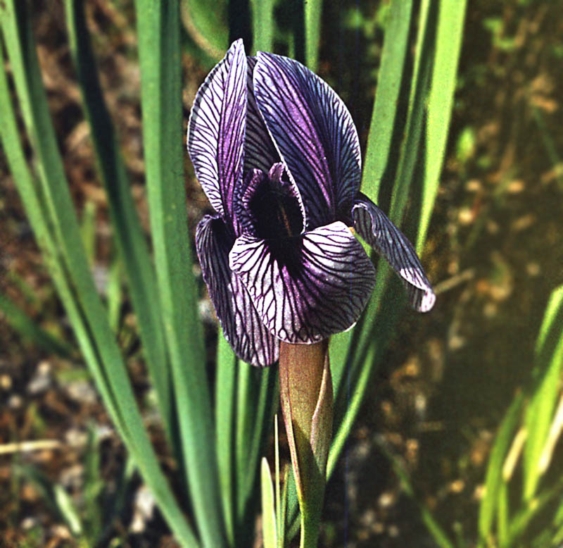 Image of Iris korolkowii specimen.