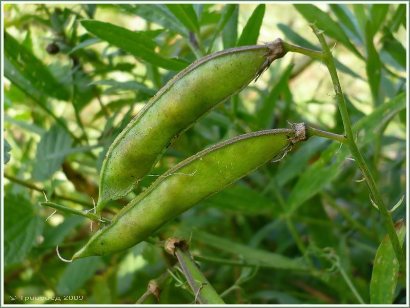 Изображение особи Lathyrus sylvestris.