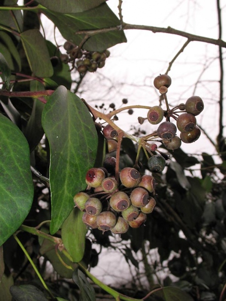 Изображение особи Hedera pastuchovii.