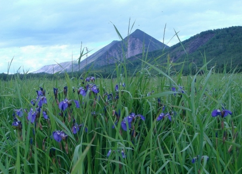 Image of Iris setosa specimen.