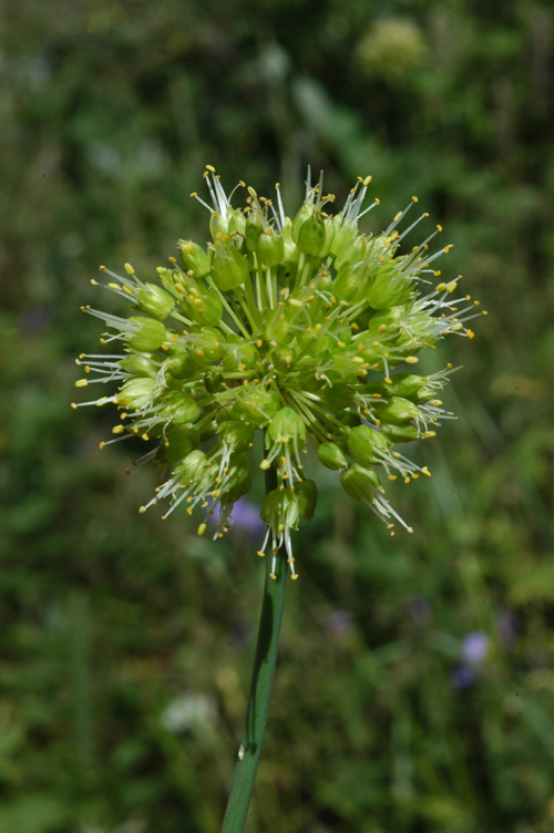 Изображение особи Allium obliquum.