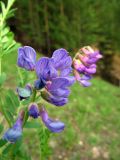 Vicia multicaulis