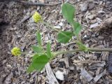 Medicago lupulina. Верхушка побега с соцветиями. Архангельская обл., Вельский р-н. Август 2009 г.