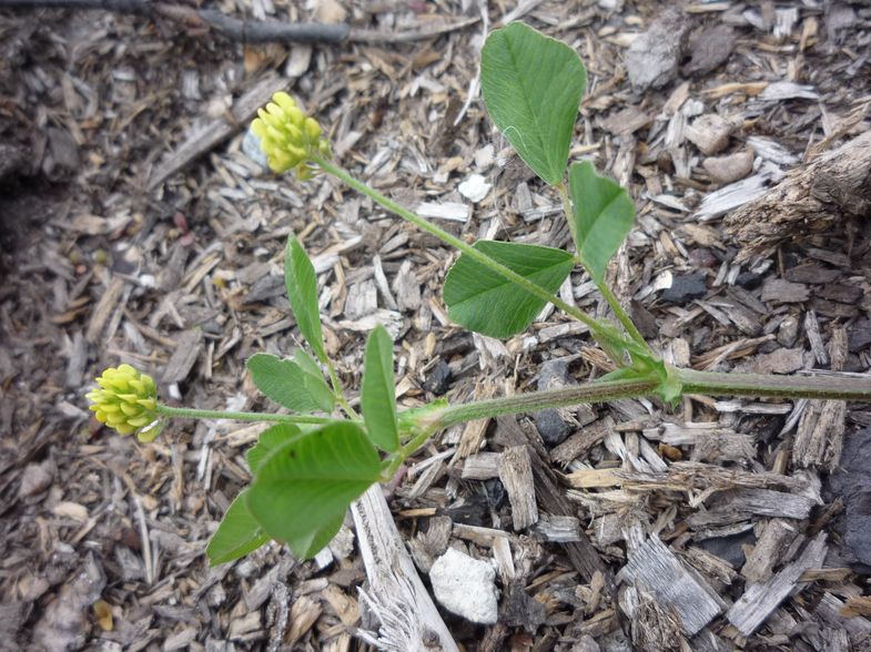 Image of Medicago lupulina specimen.