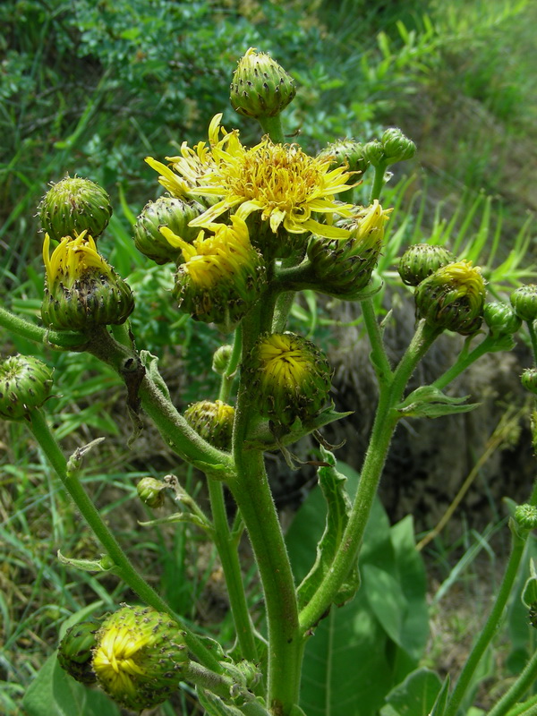 Image of Inula macrophylla specimen.