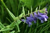 Scutellaria hastifolia