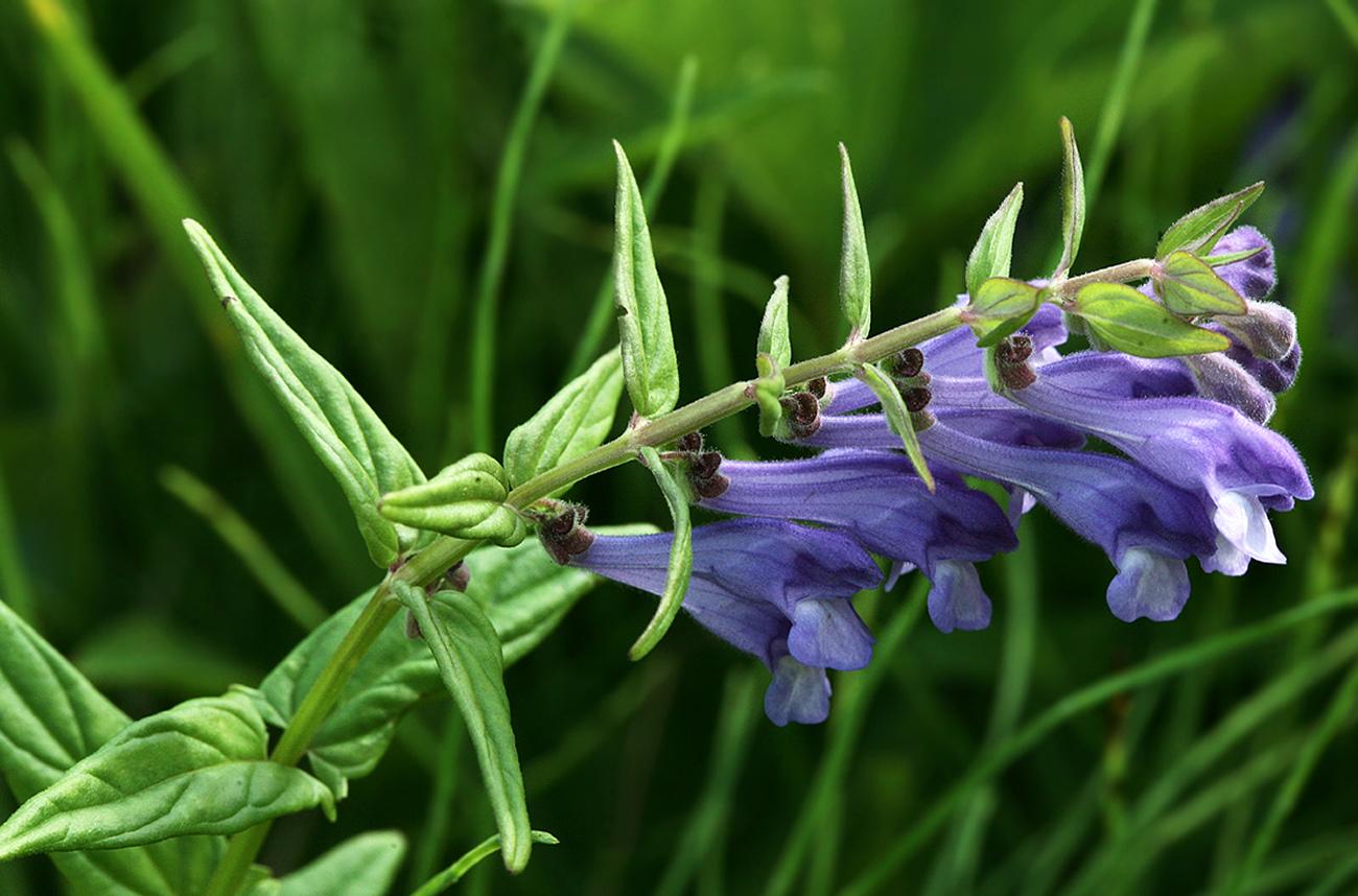 Image of Scutellaria hastifolia specimen.