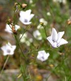 Linum tenuifolium. Верхушка цветущего растения. Южный Берег Крыма, мыс Айя. Конец июня 2004 г.