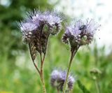 Phacelia tanacetifolia