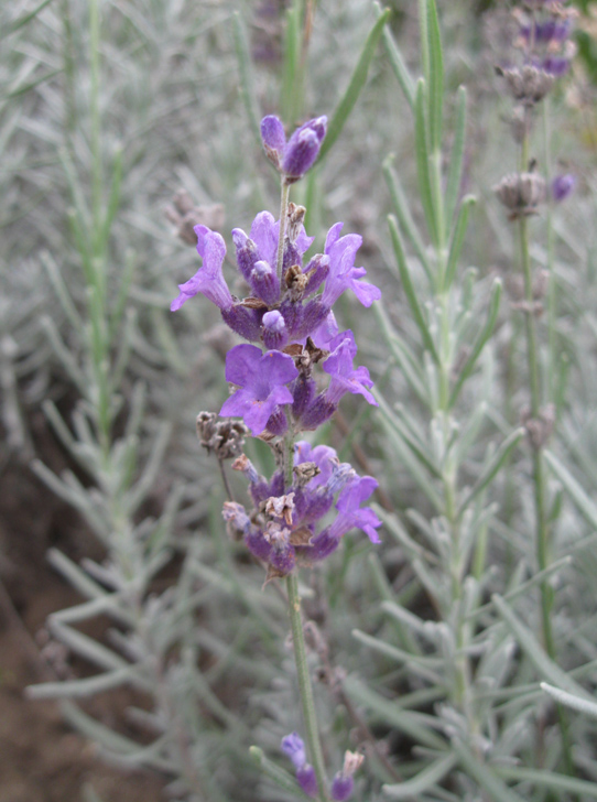 Изображение особи Lavandula angustifolia.