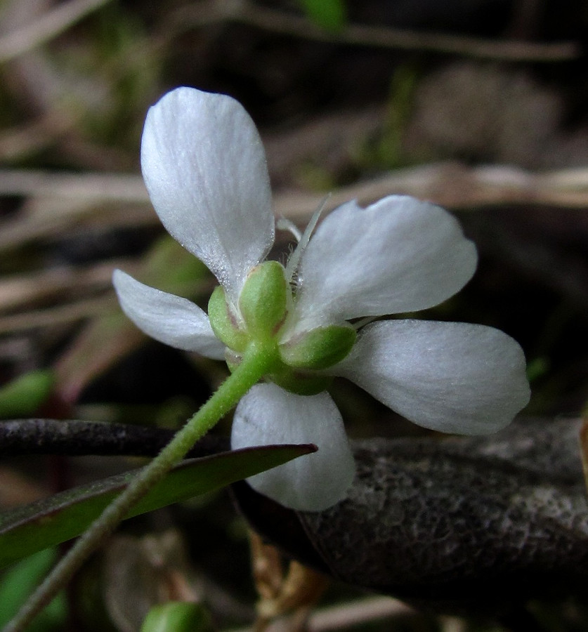 Изображение особи Moehringia lateriflora.