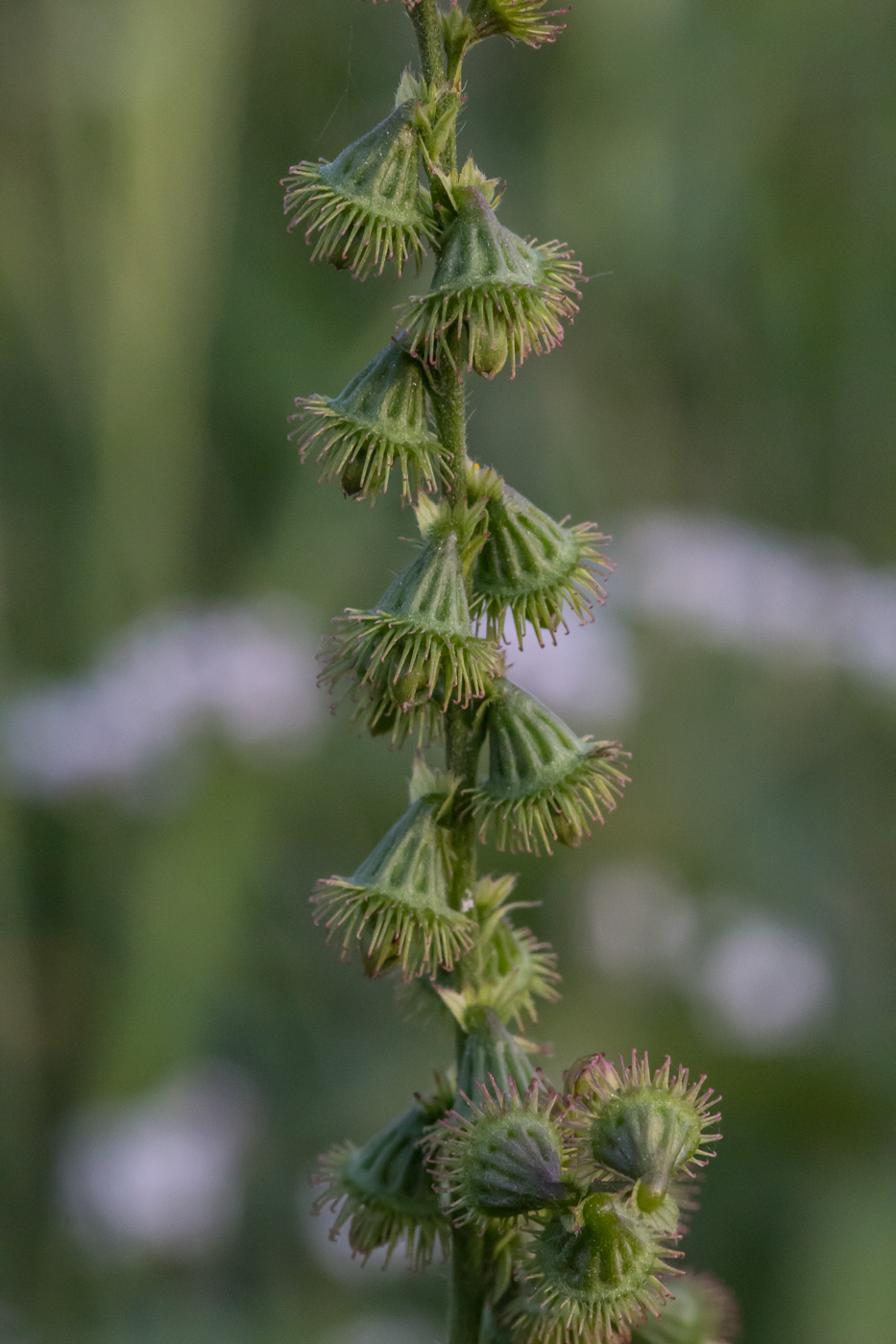 Image of Agrimonia pilosa specimen.