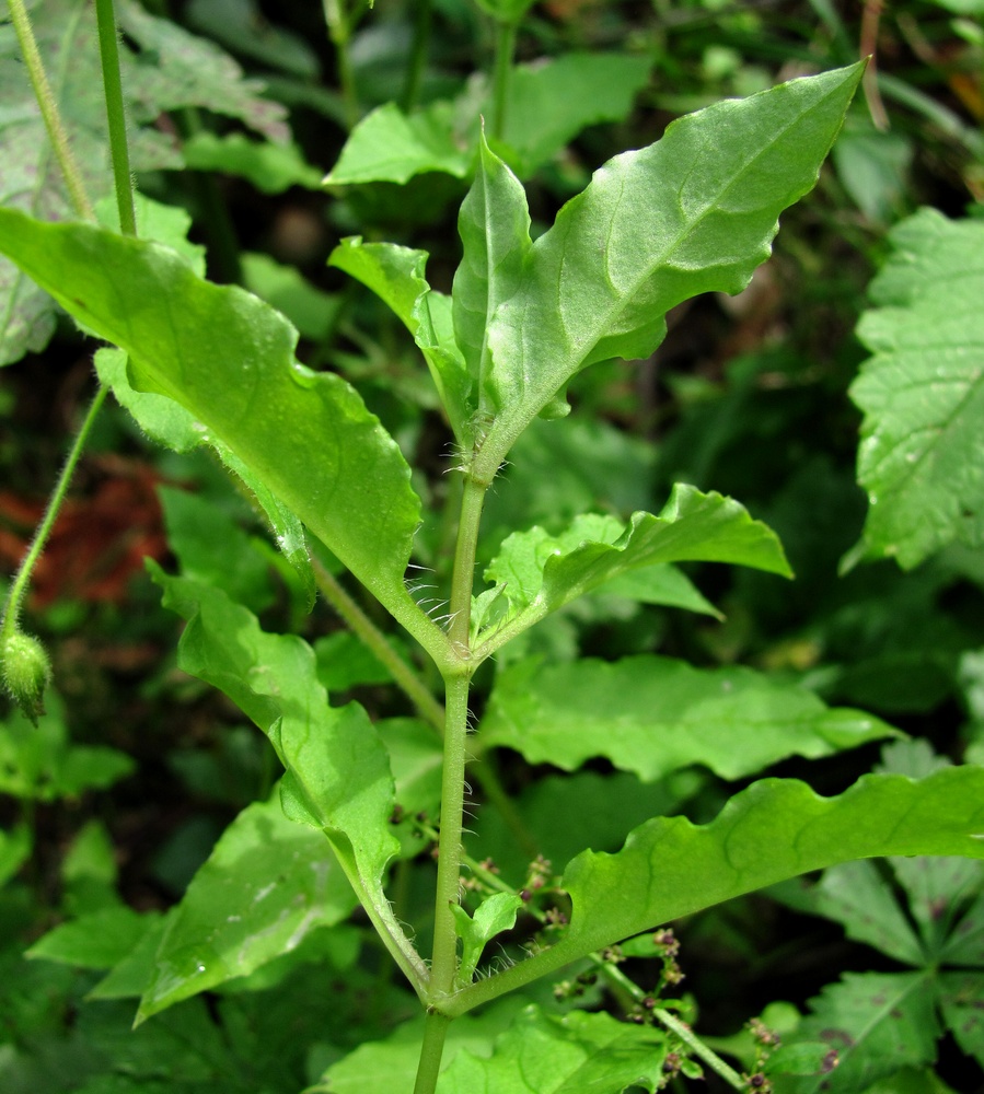 Image of Stellaria nemorum specimen.