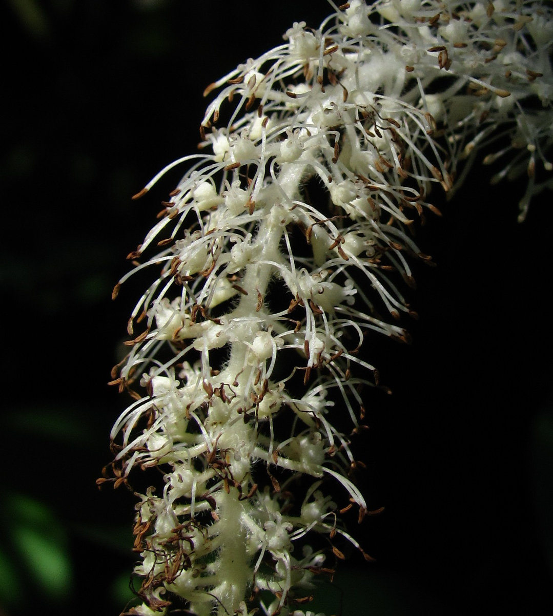 Image of Saururus cernuus specimen.