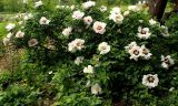 Paeonia suffruticosa. Цветущее растение. Крым, г. Симферополь, ботсад университета. 16.05.2015.