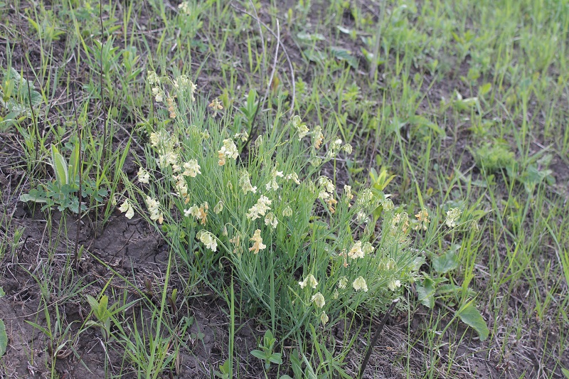 Image of Lathyrus lacteus specimen.