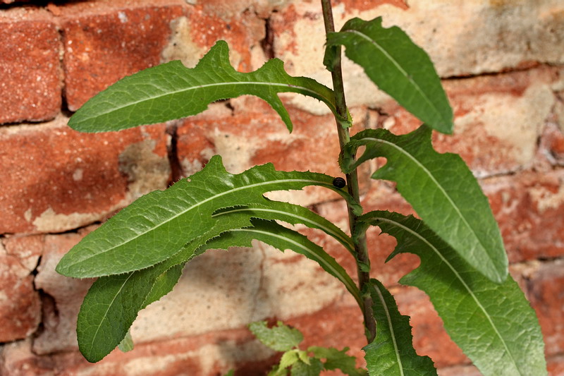 Image of Sonchus arvensis specimen.