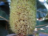 Banksia robur