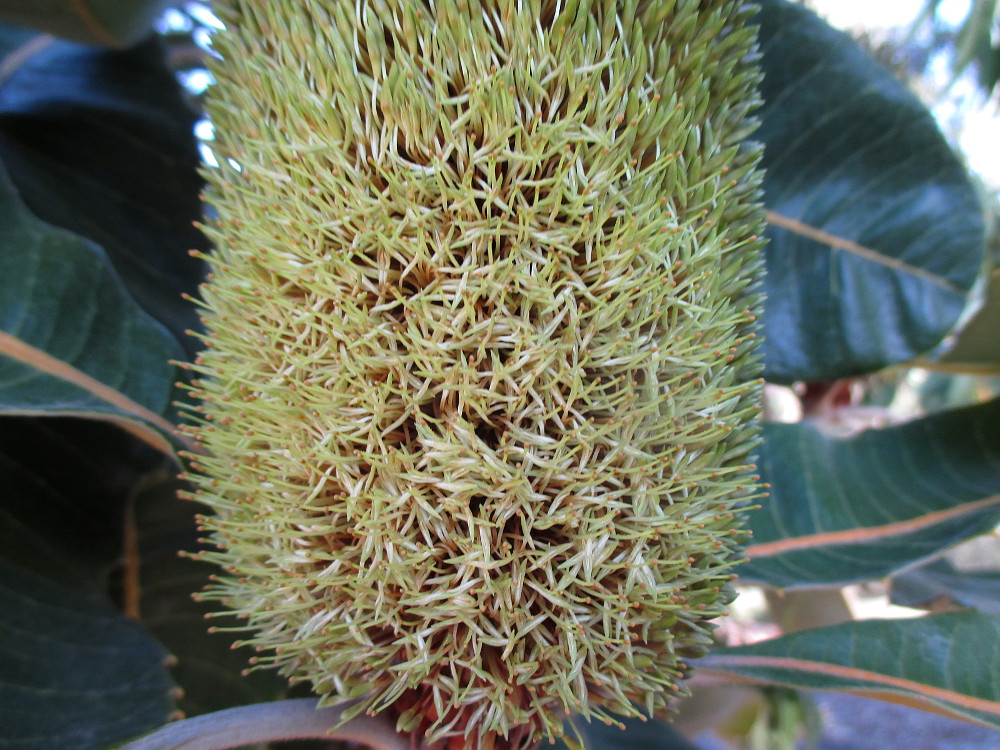 Image of Banksia robur specimen.