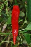 Capsicum annuum