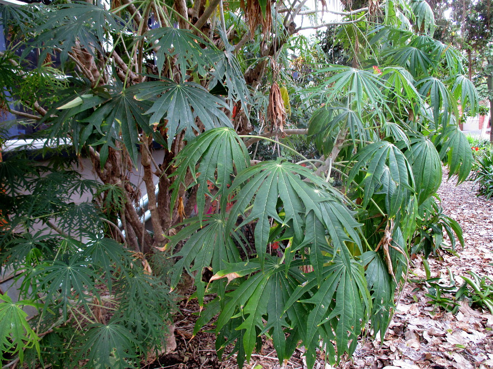 Image of Jatropha multifida specimen.