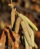 Corylus avellana