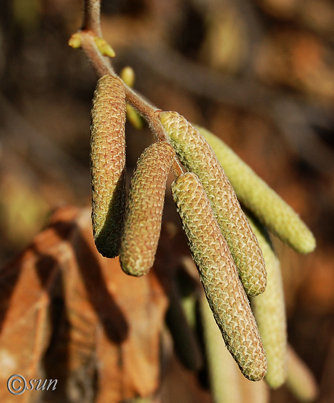 Image of Corylus avellana specimen.