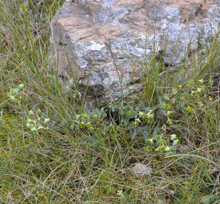 Image of Euphorbia apios specimen.